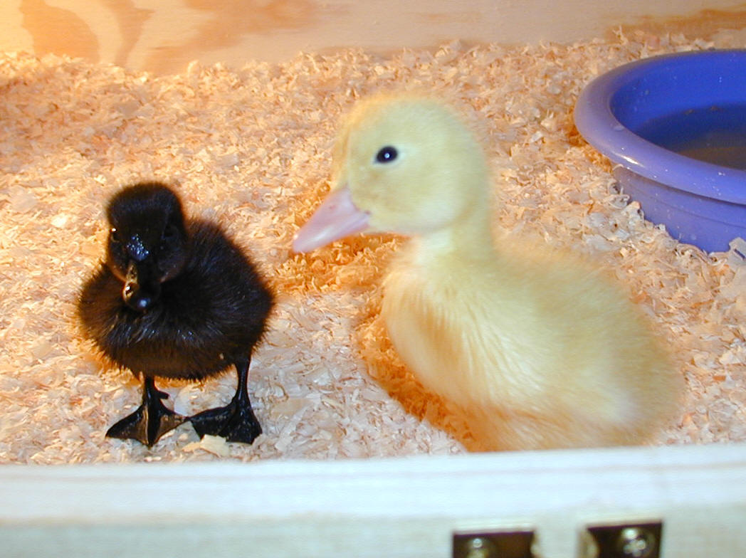 Majestic Waterfowl Sanctuary Ducks and Geese that have been adopted